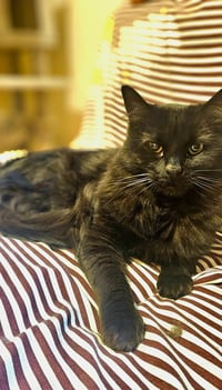 Mittens - Photo 1