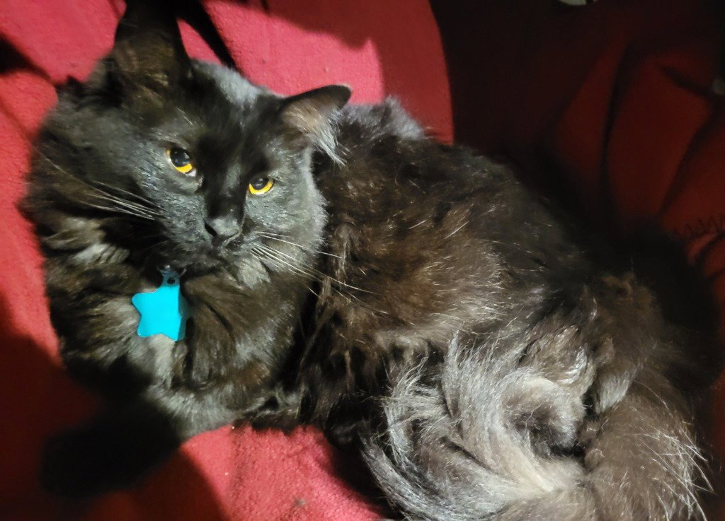 Mittens Image