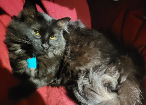 MITTENS - Domestic Medium Hair available for adoption
