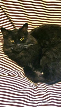 Mittens - Photo 2