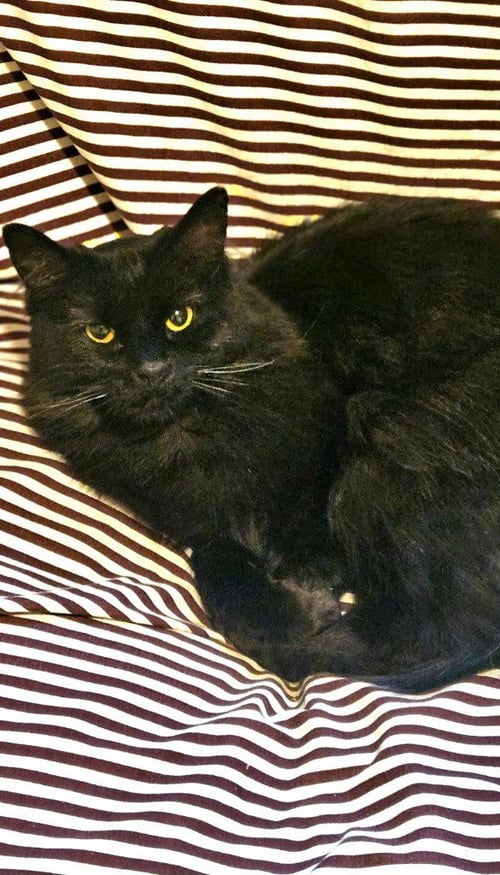 MITTENS - Domestic Medium Hair available for adoption