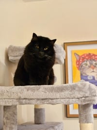 Mittens - Photo 3