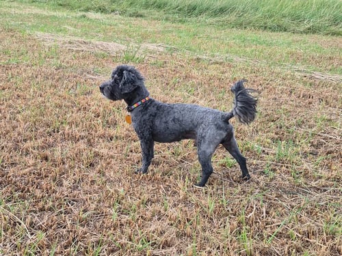 FILLMORE - Poodle (unknown type) available for adoption