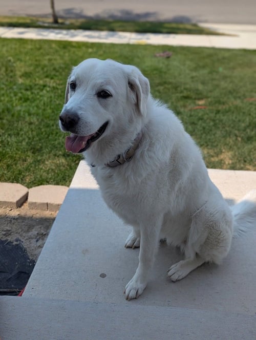 ATHENA - Great Pyrenees available for adoption