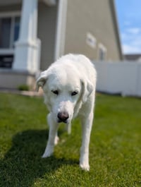 Athena - Photo 2
