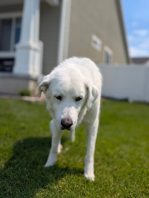 ATHENA - Great Pyrenees available for adoption