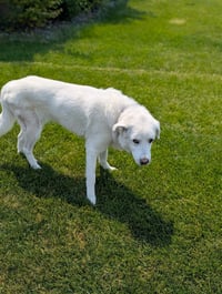 Athena - Photo 4