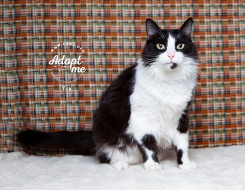 TIA - Domestic Long Hair for adoption in Salt Lake City