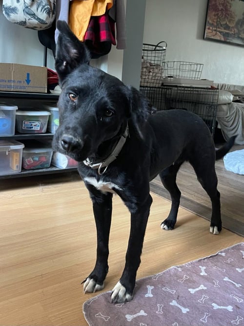 ASTRID - Border Collie available for adoption