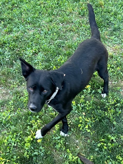 ASTRID - Border Collie available for adoption