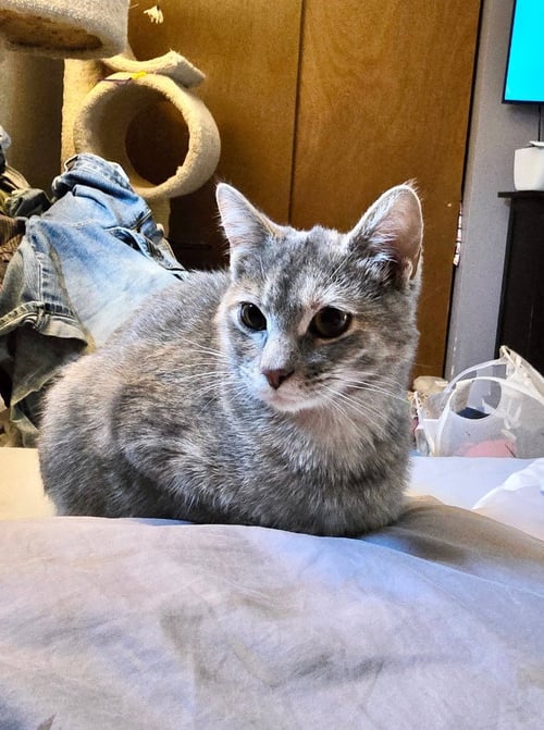 CIRI - Domestic Short Hair for adoption in Salt Lake City
