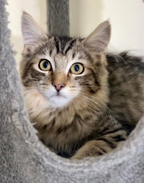 BRONCO - Domestic Long Hair available for adoption