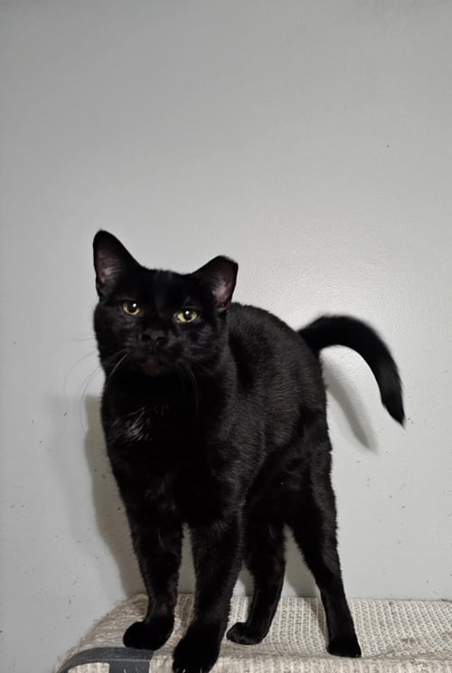 PACMAN - Domestic Short Hair available for adoption