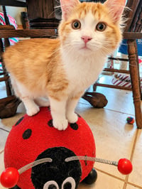 Toby - Photo 2