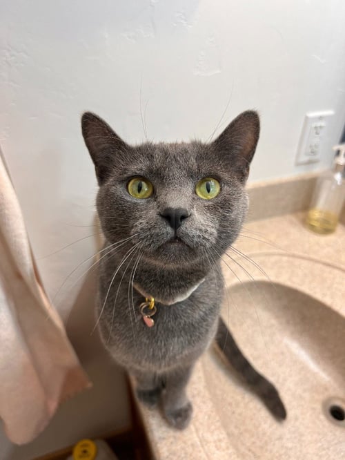 FREYA - Domestic Short Hair available for adoption