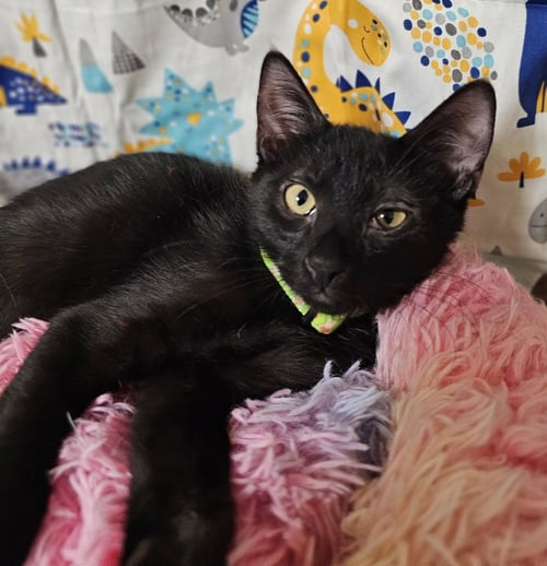 ROGUE - Domestic Short Hair available for adoption