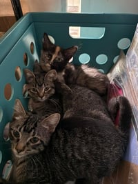 Embers - Photo 4