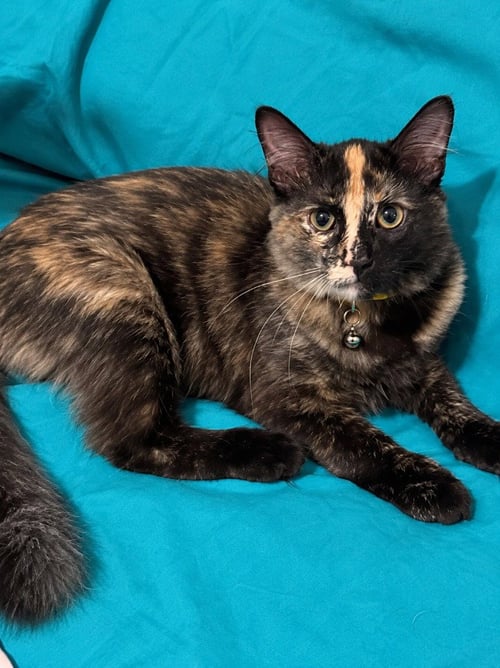 EMBERS - Domestic Short Hair available for adoption