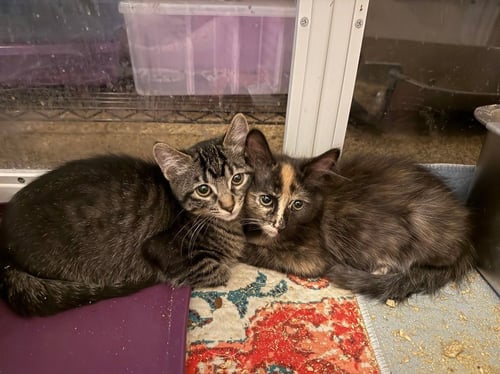 EMBERS - Domestic Short Hair available for adoption
