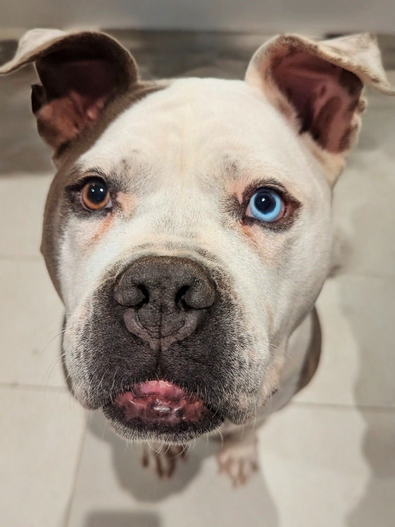 SUKA - Pit Bull Terrier for adoption in Salt Lake City