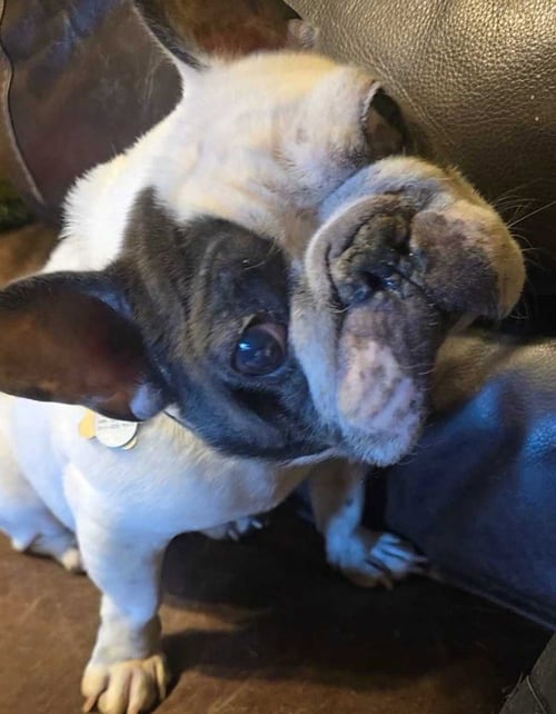 FLEDERMAUS - French Bulldog available for adoption