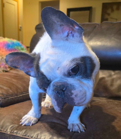 FLEDERMAUS - French Bulldog available for adoption