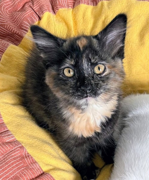 BINDI - Domestic Medium Hair available for adoption