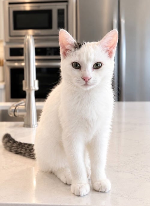 MISS MUFFIN - Domestic Short Hair available for adoption
