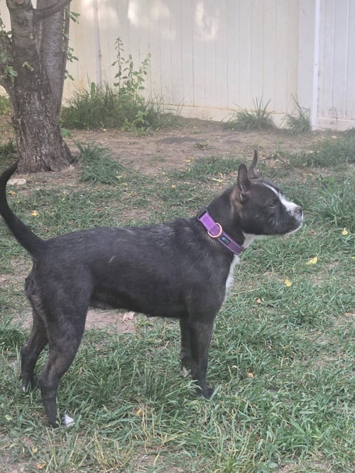 VIVI - Boston Terrier available for adoption