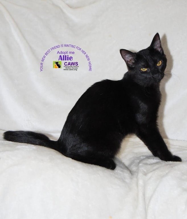 Allie Image
