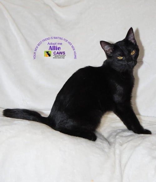 ALLIE - Domestic Short Hair available for adoption