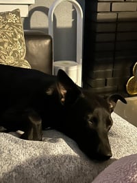 Gus - Photo 3