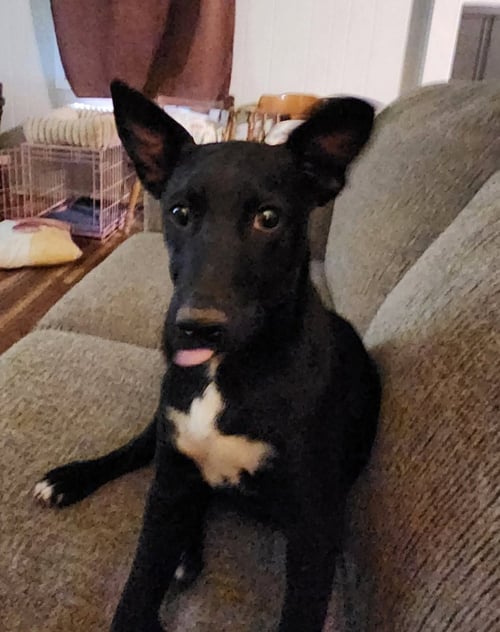 GUS - Border Collie / Terrier for adoption in Salt Lake City