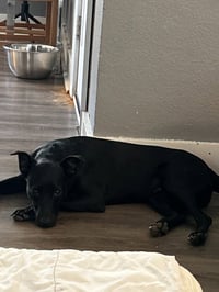 Gus - Photo 4