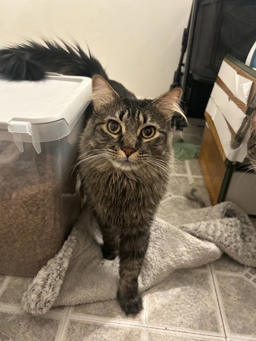 BOO - Domestic Short Hair available for adoption
