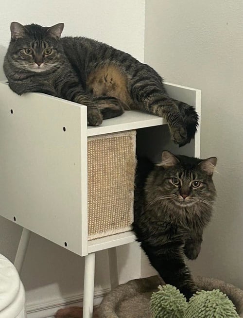 BOO - Domestic Short Hair available for adoption
