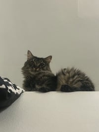 Boo - Photo 3