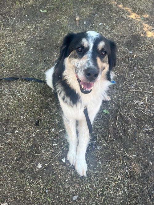 ELI - Border Collie / Australian Cattle Dog/Blue Heeler available for adoption