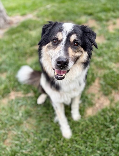 ELI - Border Collie / Australian Cattle Dog/Blue Heeler available for adoption