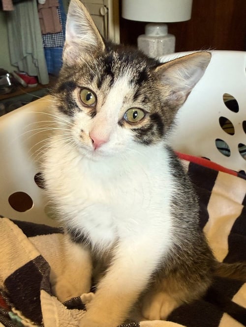 COOKIES N CREAM - Domestic Short Hair available for adoption