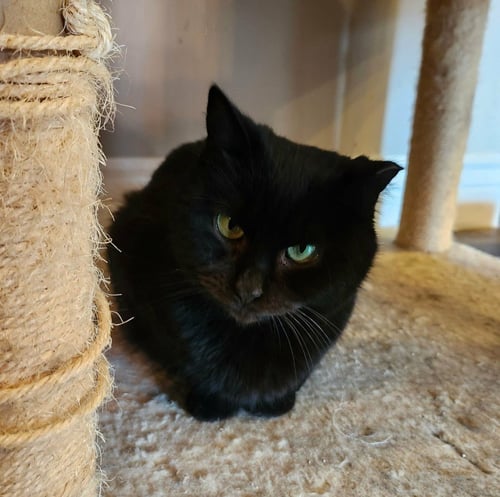 RAINY - Domestic Short Hair available for adoption