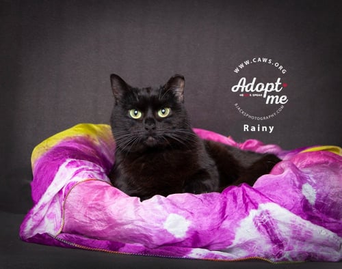 RAINY - Domestic Short Hair available for adoption