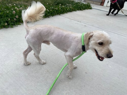 DAWSON - Terrier available for adoption