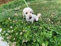 Dawson - Photo 3