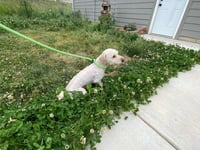 Dawson - Photo 4