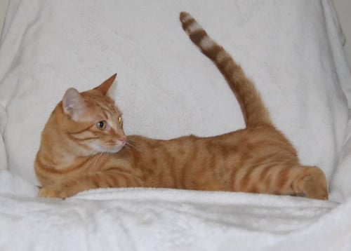 TANGELO - Domestic Short Hair available for adoption