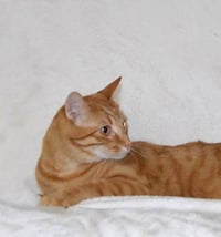 Tangelo - Photo 2