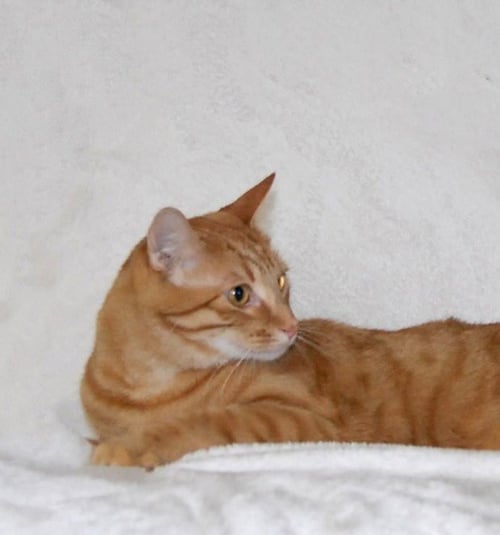 TANGELO - Domestic Short Hair available for adoption