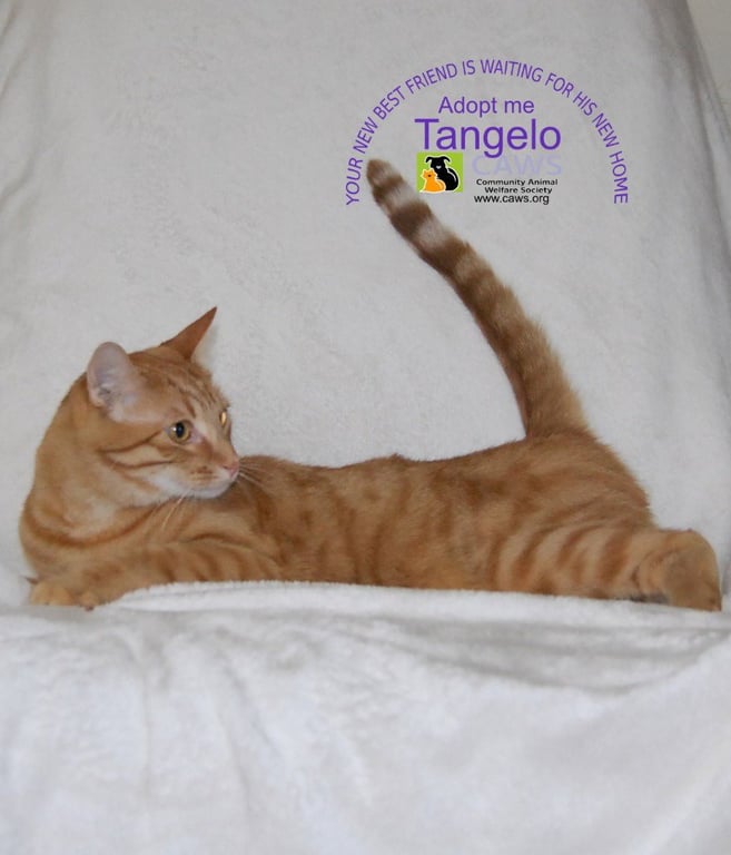 Tangelo Image