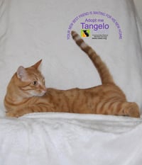Tangelo - Photo 1